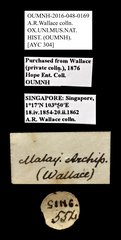 Scarabaeidae sp. "AYC 304"•All Rights ReservedMuseum Label