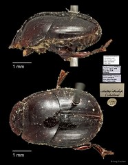 Scarabaeidae sp. "AYC 305"•&copy; Ang Yuchen•All Rights Reserved
