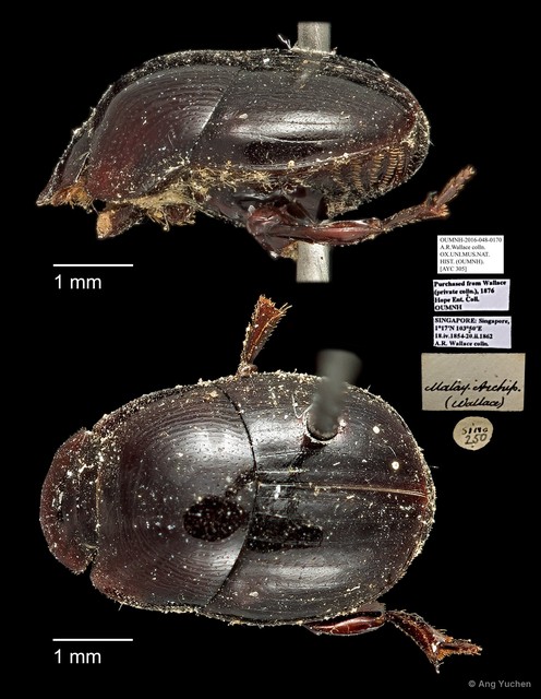 Scarabaeidae sp. "AYC 305"•&copy; Ang Yuchen•All Rights Reserved