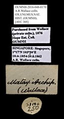 Scarabaeidae sp. "AYC 305"•All Rights ReservedMuseum Label