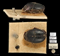 Scarabaeinae sp. "AYC 306"•&copy; Ang Yuchen•All Rights Reserved