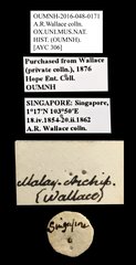 Scarabaeinae sp. "AYC 306"•All Rights ReservedMuseum Label