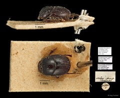 Scarabaeidae sp. "AYC 307"•&copy; Ang Yuchen•All Rights Reserved