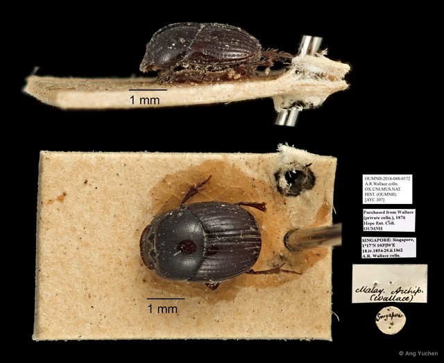 Scarabaeidae sp. "AYC 307"•&copy; Ang Yuchen•All Rights Reserved