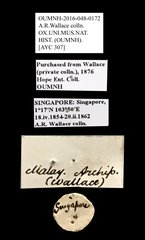 Scarabaeidae sp. "AYC 307"•All Rights ReservedMuseum Label