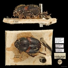 Scarabaeidae sp. "AYC 308"•&copy; Ang Yuchen•All Rights Reserved