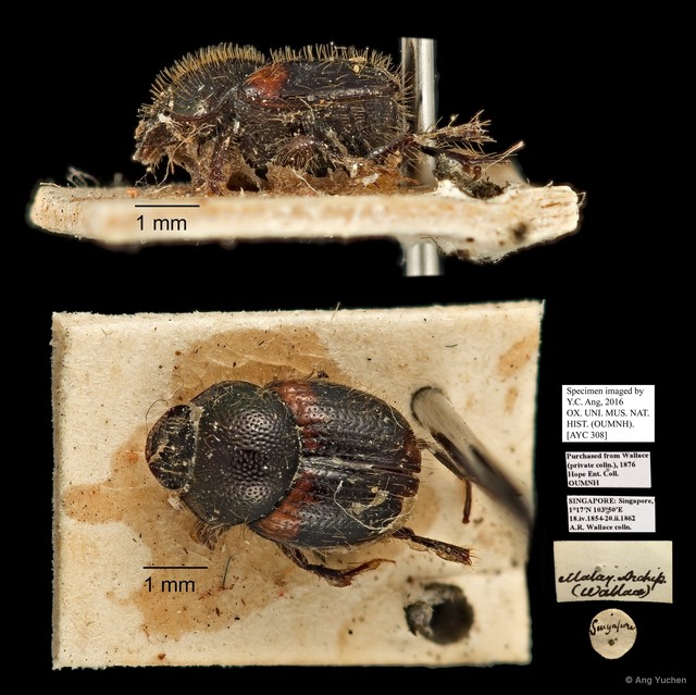 Scarabaeidae sp. "AYC 308"•&copy; Ang Yuchen•All Rights Reserved