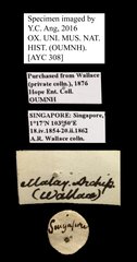 Scarabaeidae sp. "AYC 308"•All Rights ReservedMuseum Label