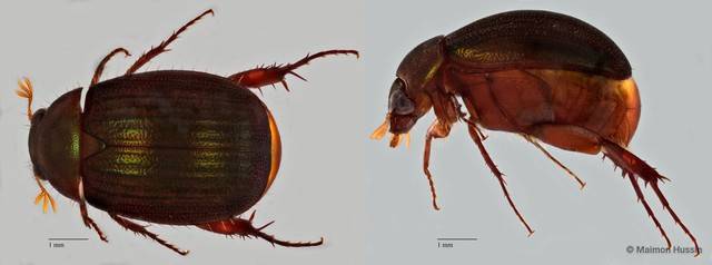 Melolonthinae sp. "ZRCBDP0071822"•&copy; Maimon Hussin•All Rights Reserved