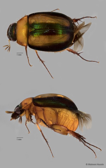 Melolonthinae sp. "ZRCBDP0273266"•&copy; Maimon Hussin•All Rights Reserved