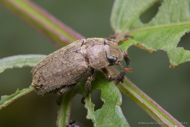 Adoretus (Lepadoretus) compressus•&copy; Marcus Ng Fu Chuan•CC BY-NC-ND 4.0
