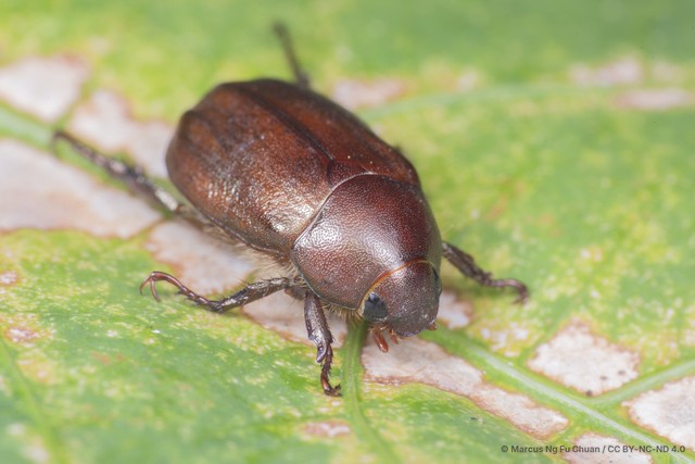 Anomala obsoleta•&copy; Marcus Ng Fu Chuan•CC BY-NC-ND 4.0