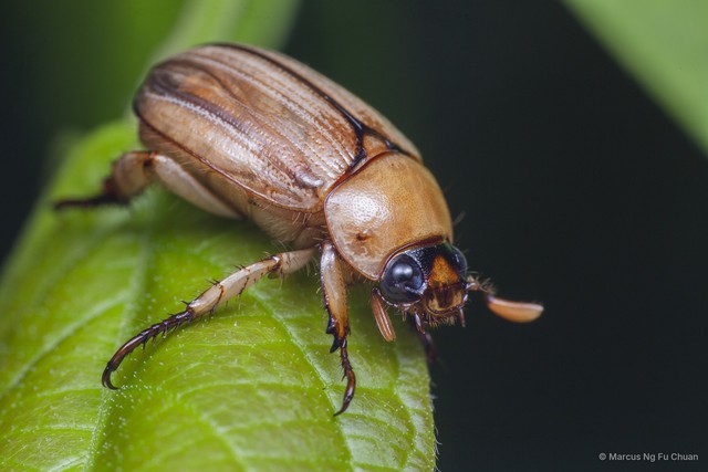 Anomala pallida•&copy; Marcus Ng Fu Chuan•All Rights Reserved