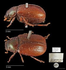 Apogonia sp. "AYC 166"•&copy; Ang Yuchen•All Rights Reserved