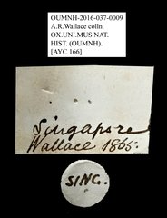 Apogonia sp. "AYC 166"•All Rights ReservedMuseum Label