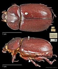 Blabephorus pinguis•&copy; Ang Yuchen•CC BY 4.0