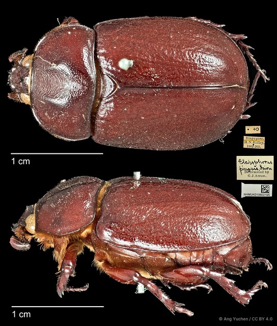 Blabephorus pinguis•&copy; Ang Yuchen•CC BY 4.0