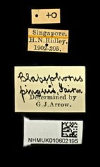 Blabephorus pinguis•All Rights ReservedMuseum Label
