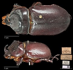 Blabephorus pinguis•&copy; Ang Yuchen•CC BY 4.0