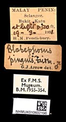 Blabephorus pinguis•All Rights ReservedMuseum Label
