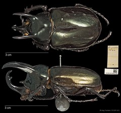 Chalcosoma atlas•&copy; Ang Yuchen•CC BY 4.0
