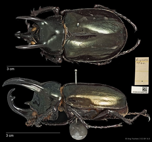 Chalcosoma atlas•&copy; Ang Yuchen•CC BY 4.0