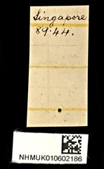 Chalcosoma atlas•All Rights ReservedMuseum Label