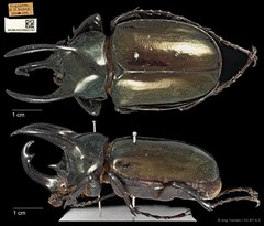 Chalcosoma atlas•&copy; Ang Yuchen•CC BY 4.0
