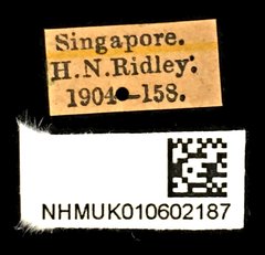 Chalcosoma atlas•All Rights ReservedMuseum Label