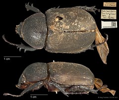 Chalcosoma atlas•&copy; Ang Yuchen•CC BY 4.0