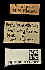 Chalcosoma atlas•All Rights ReservedMuseum Label