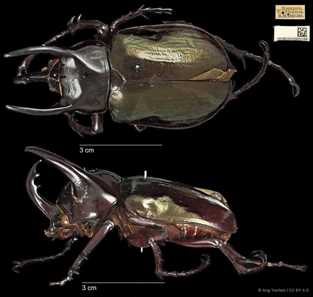Chalcosoma chiron•&copy; Ang Yuchen•CC BY 4.0