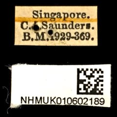 Chalcosoma chiron•All Rights ReservedMuseum Label