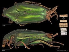 Chalcothea smaragdina•&copy; Ang Yuchen•CC BY 4.0