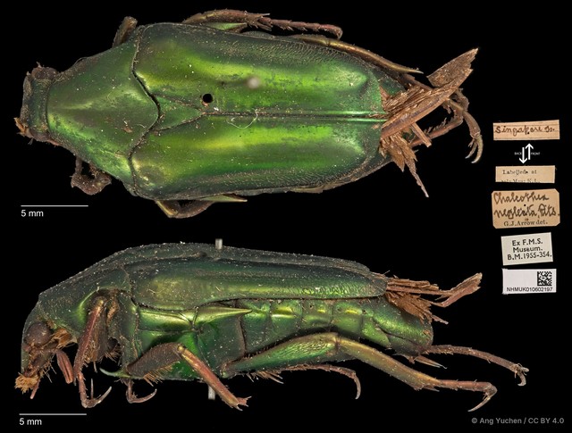 Chalcothea smaragdina•&copy; Ang Yuchen•CC BY 4.0