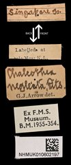 Chalcothea smaragdina•All Rights ReservedMuseum Label
