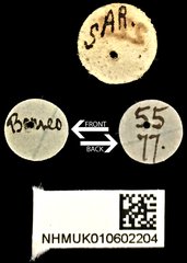 Coilodera helleri•All Rights ReservedMuseum Label