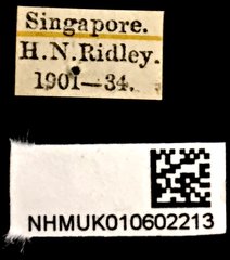 Dasyvalgus rollei•All Rights ReservedMuseum Label