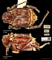 Dasyvalgus striatipennis•&copy; Ang Yuchen•CC BY 4.0