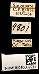 Dasyvalgus striatipennis•All Rights ReservedMuseum Label