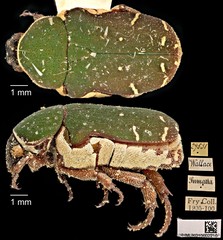 Glycyphana pygmaea•&copy; Ang Yuchen•CC BY 4.0
