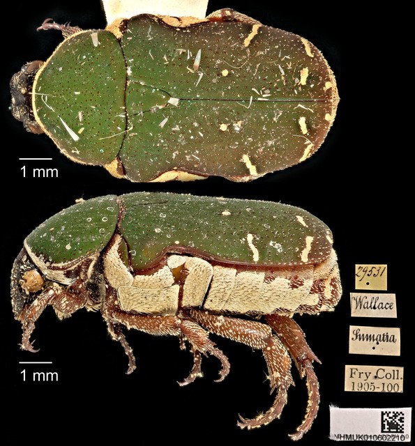 Glycyphana pygmaea•&copy; Ang Yuchen•CC BY 4.0