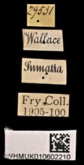 Glycyphana pygmaea•All Rights ReservedMuseum Label