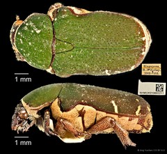 Glycyphana pygmaea•&copy; Ang Yuchen•CC BY 4.0
