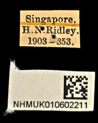 Glycyphana pygmaea•All Rights ReservedMuseum Label