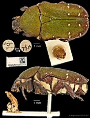 Glycyphana quadricolor•&copy; Ang Yuchen•CC BY 4.0