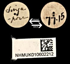 Glycyphana quadricolor•All Rights ReservedMuseum Label