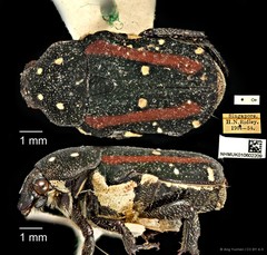 Glycyphana rufovittata•&copy; Ang Yuchen•CC BY 4.0