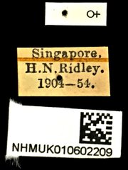 Glycyphana rufovittata•All Rights ReservedMuseum Label