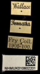 Meroloba suturalis•All Rights ReservedMuseum Label
